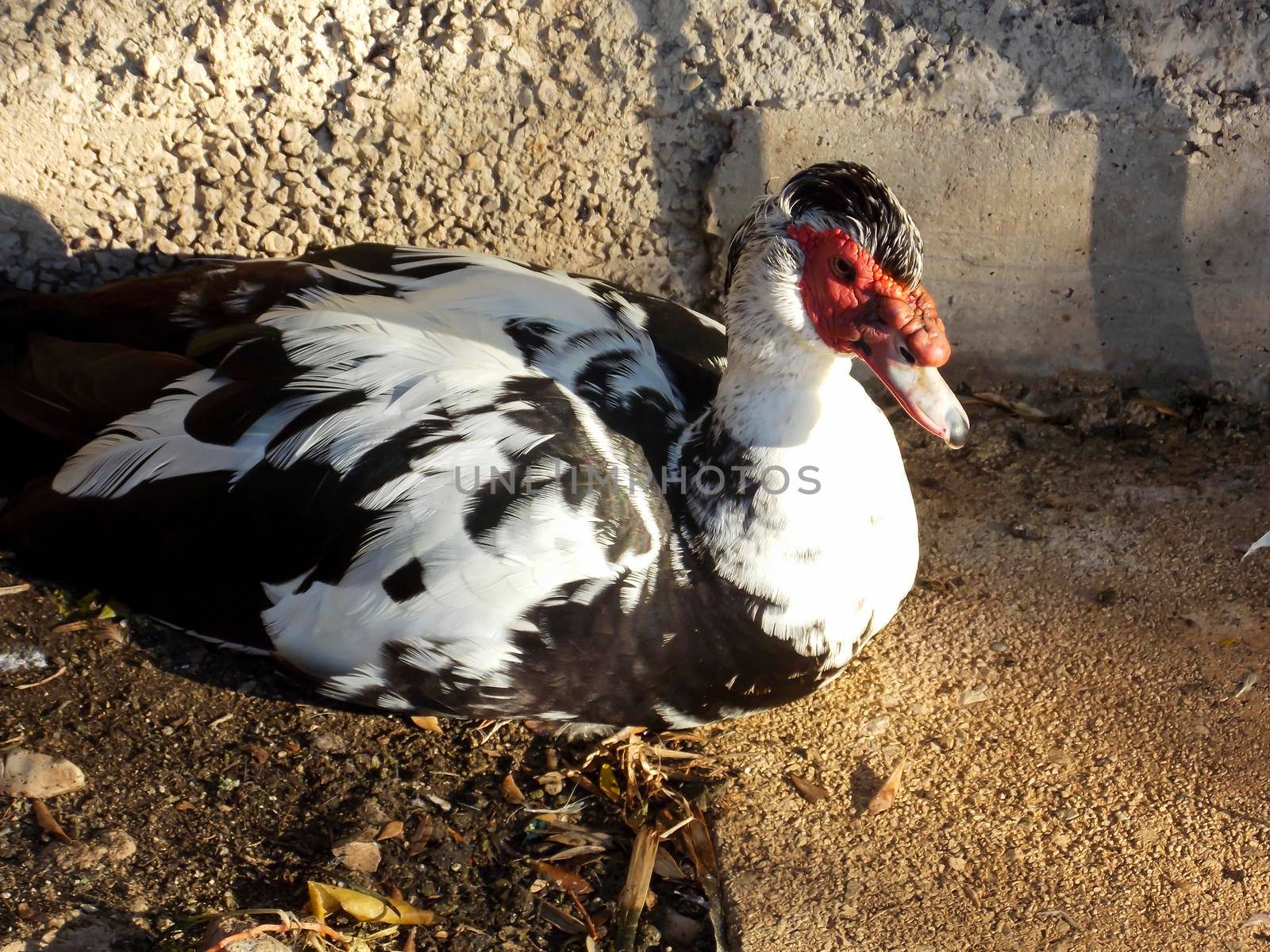 Male Muscovy Duck Close Up