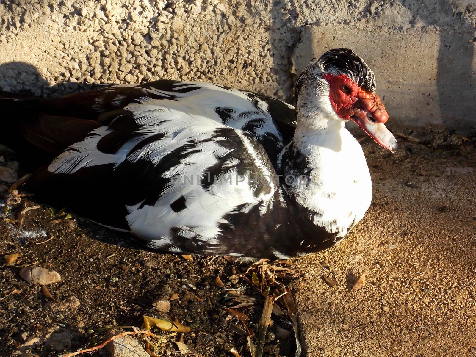 Male Muscovy Duck Close Up by swissChard7