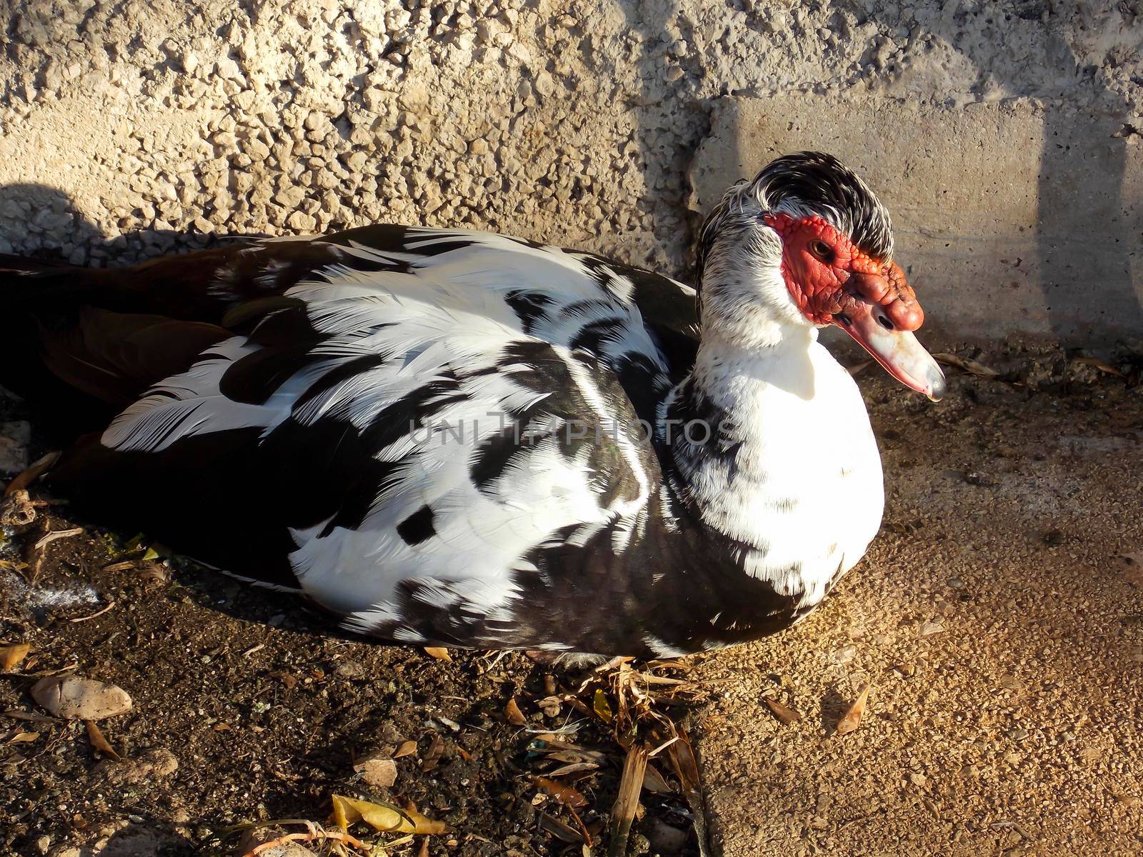 Male Muscovy Duck Close Up