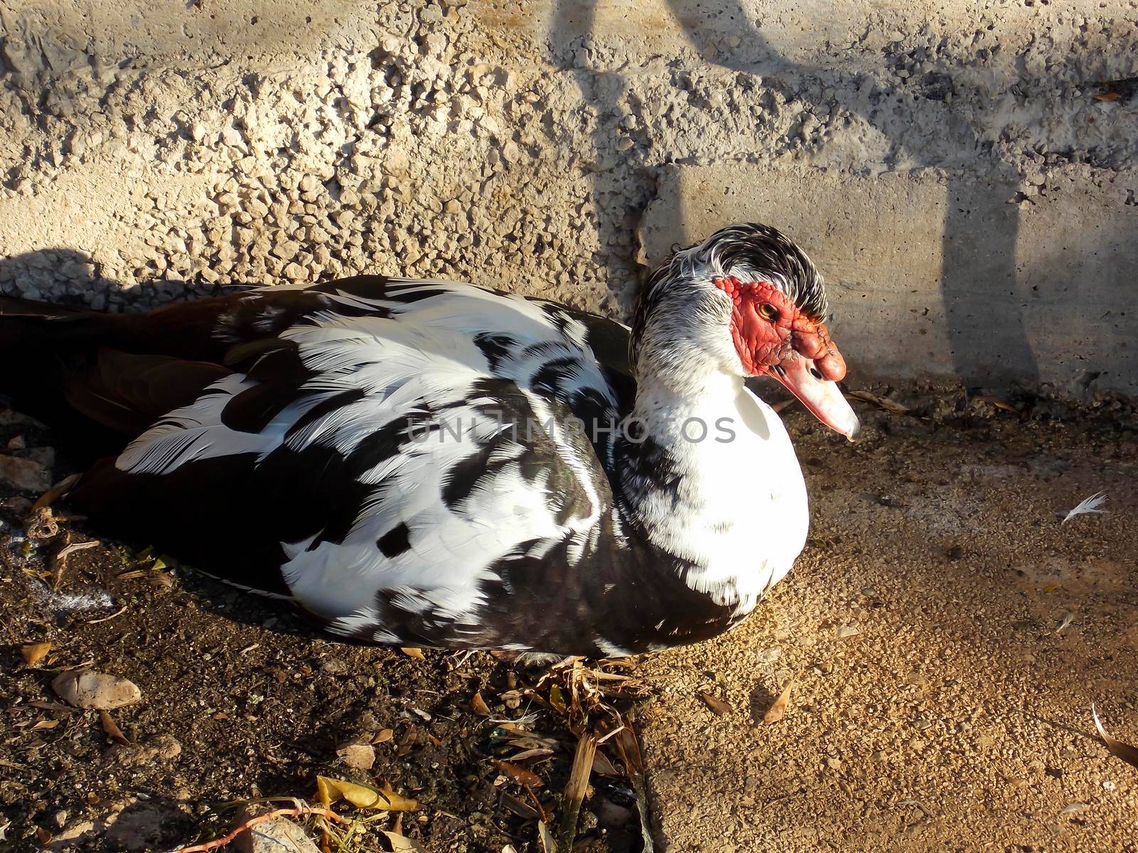 Male Muscovy Duck Close Up by swissChard7