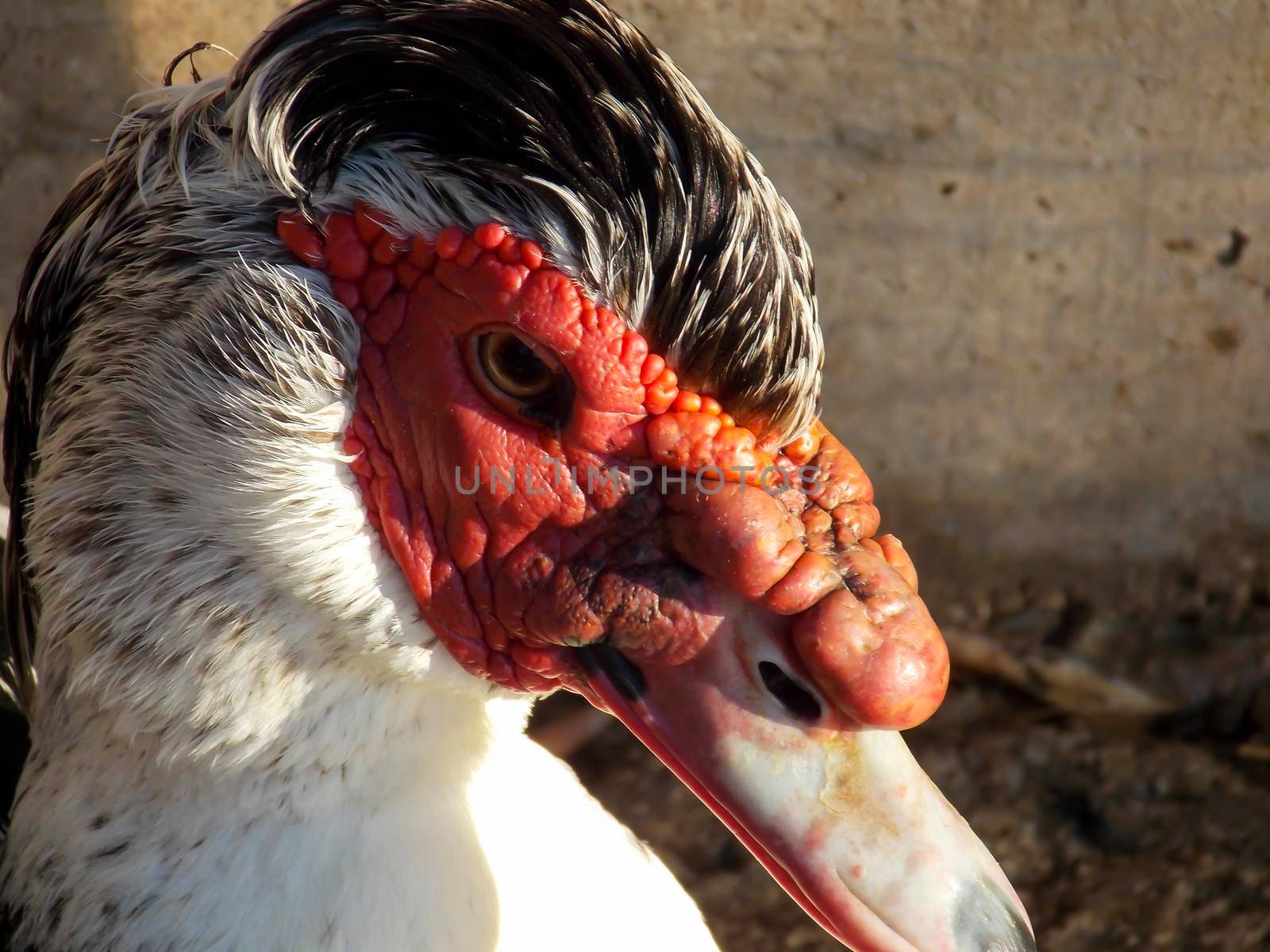 Male Muscovy Duck Close Up by swissChard7