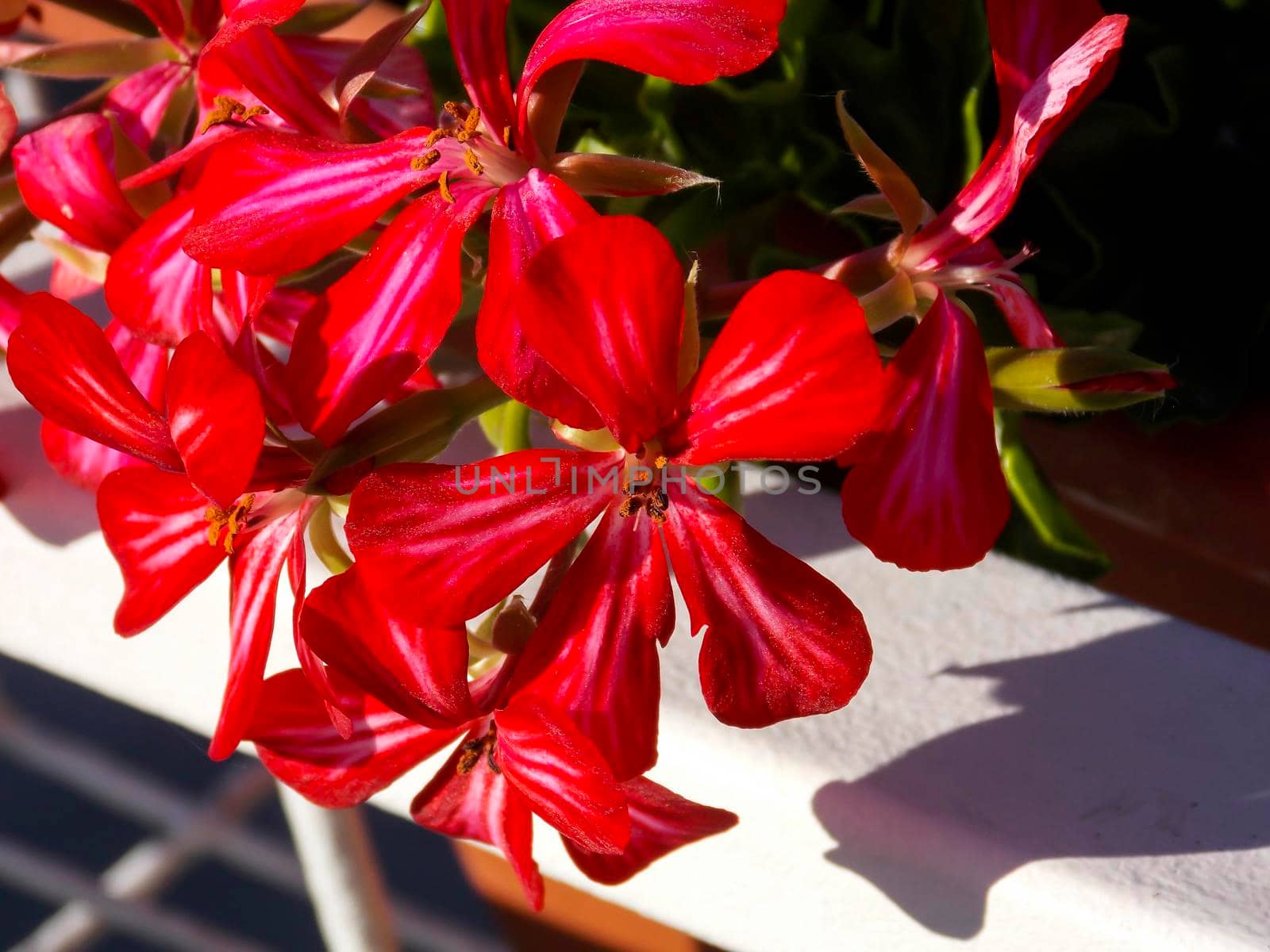 Red Ivyleaf Geranium Close Up by swissChard7