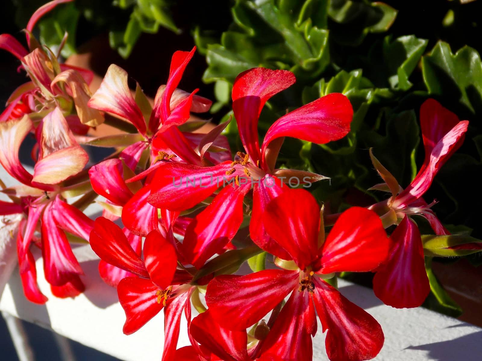 Red Ivyleaf Geranium Close Up by swissChard7