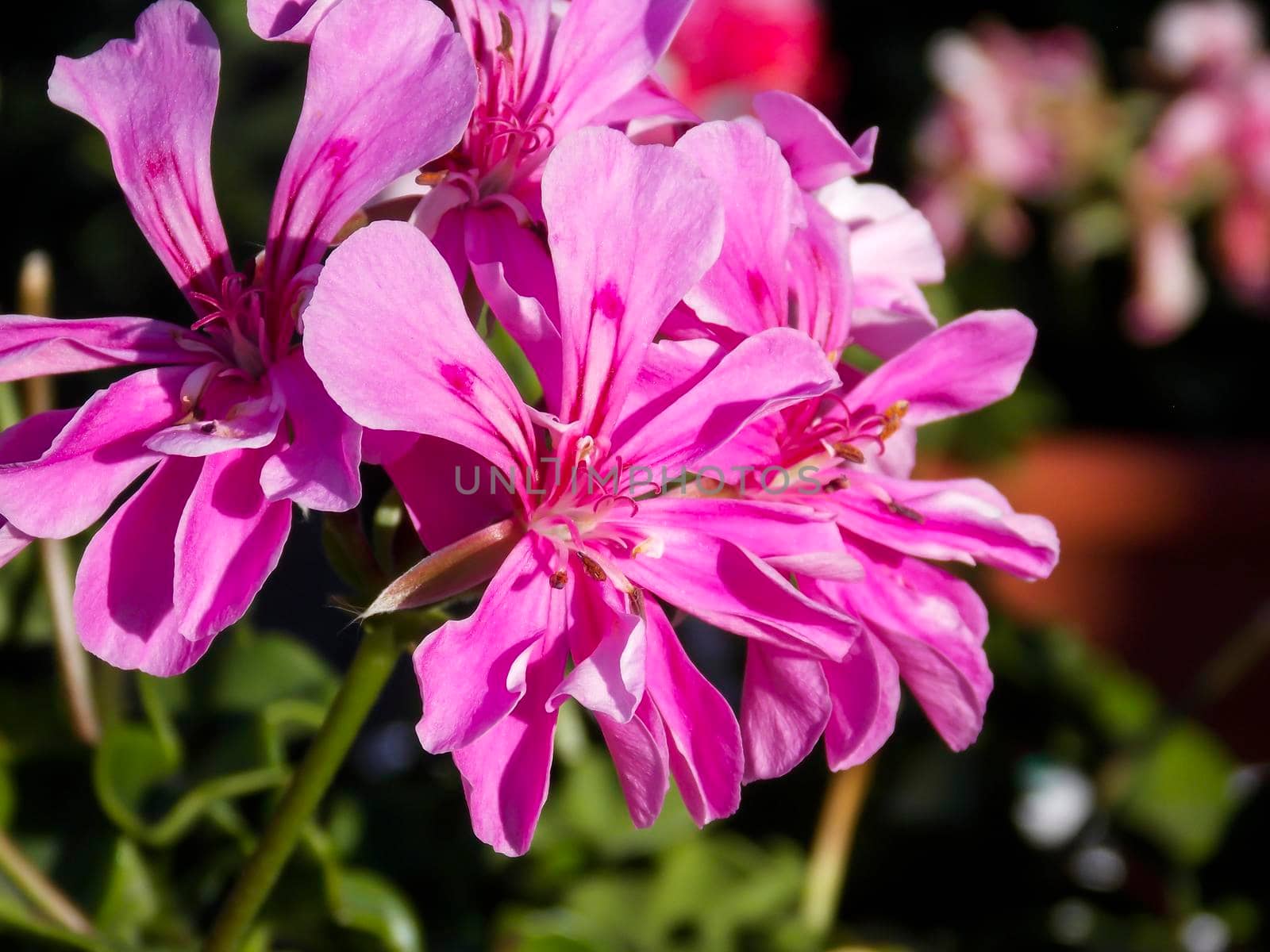 Pink Ivyleaf Geranium Close Up