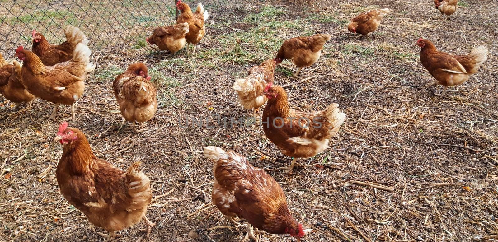 Organic Free Range Chicken Farm by swissChard7