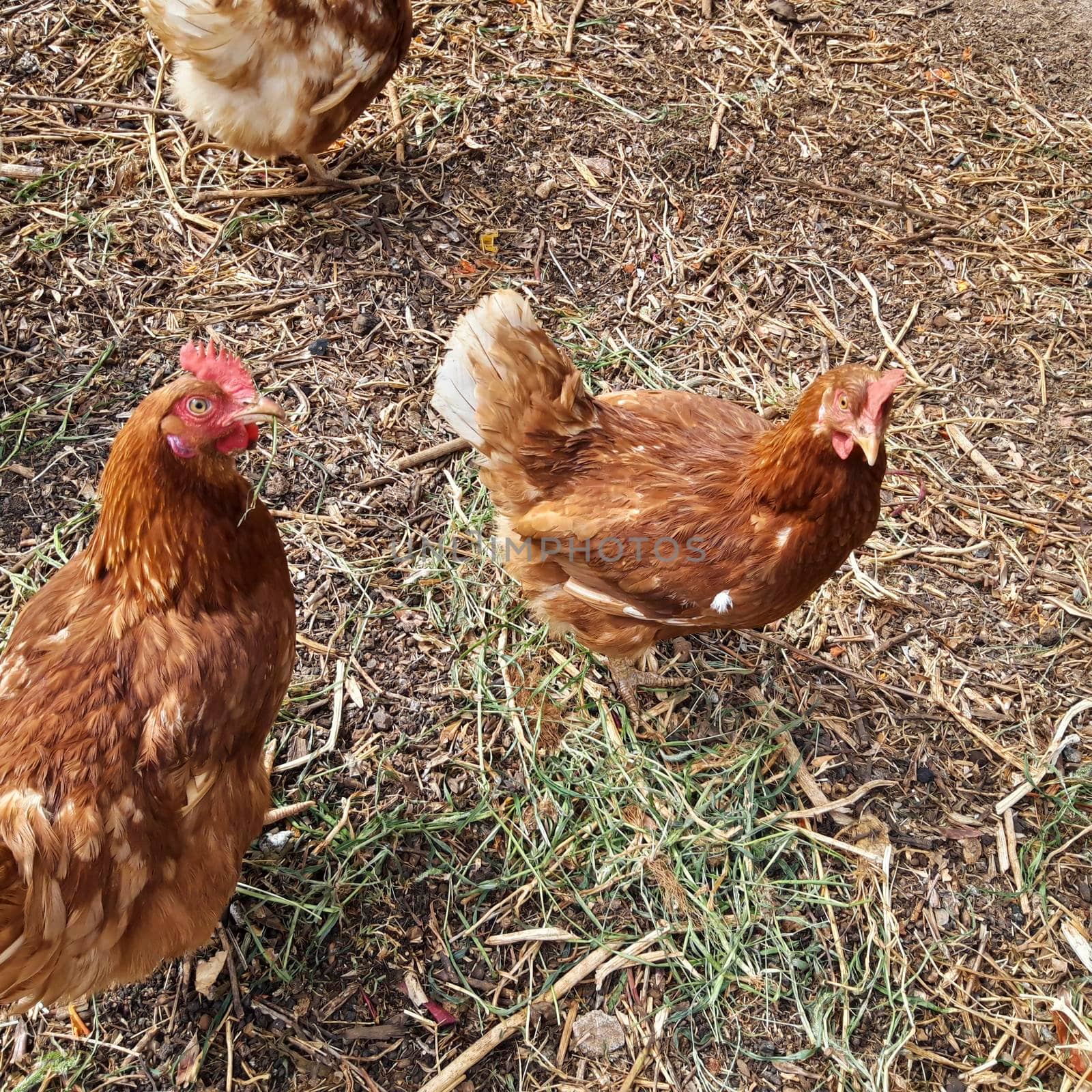 Organic Free Range Chicken Farm by swissChard7