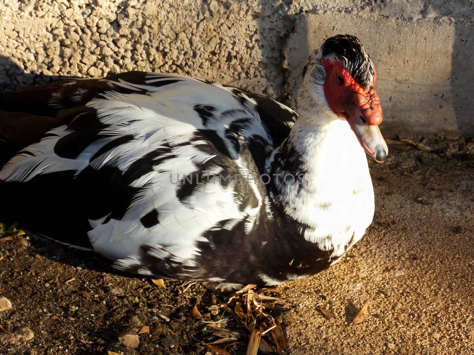 Male Muscovy Duck Close Up by swissChard7