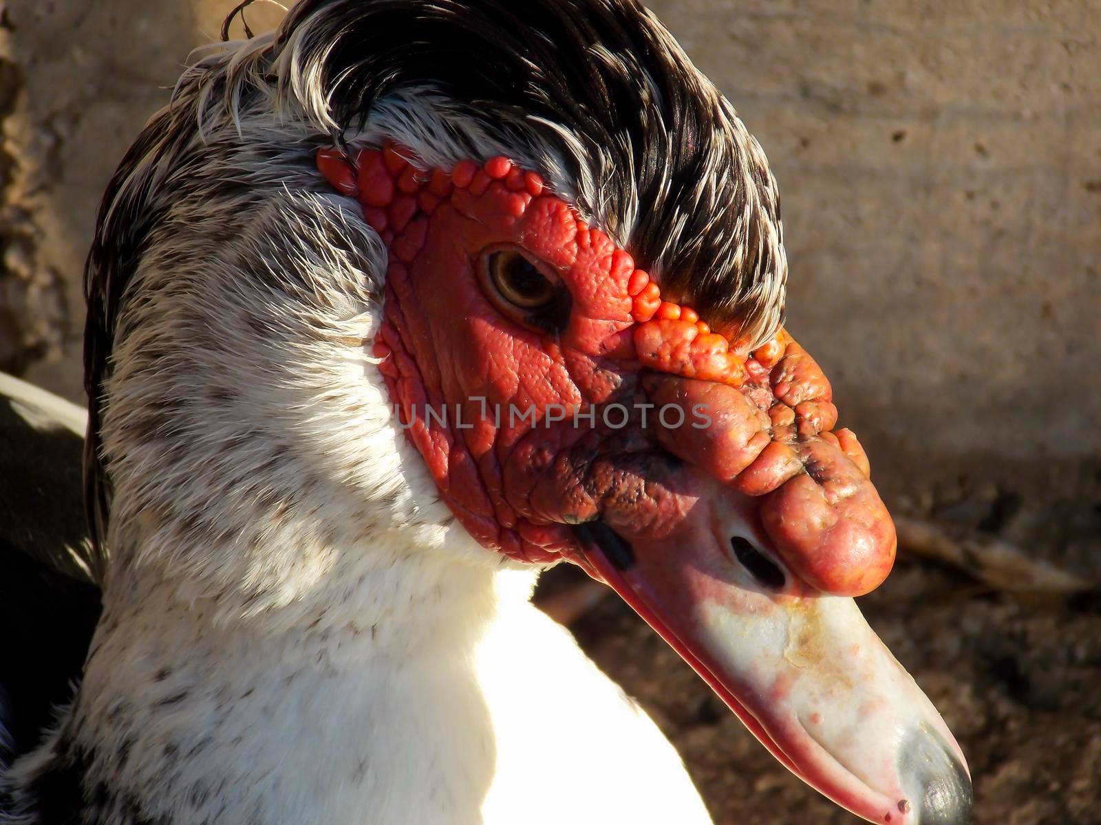 Male Muscovy Duck Close Up