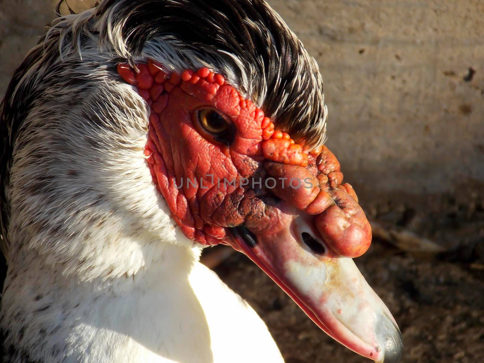 Male Muscovy Duck Close Up by swissChard7
