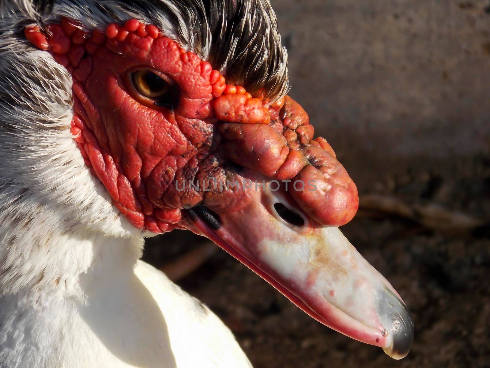 Male Muscovy Duck Close Up by swissChard7