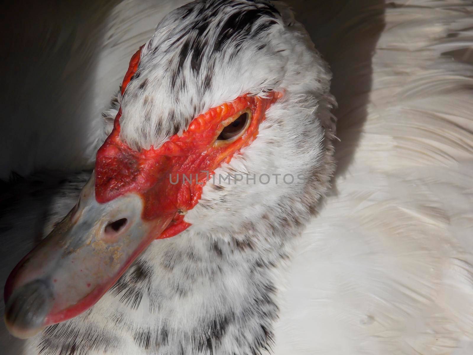 Female Muscovy Duck Close Up