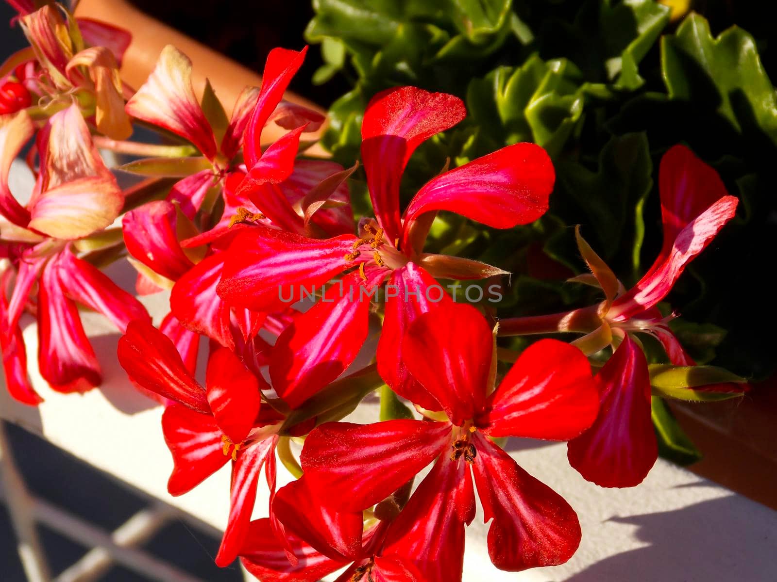 Red Ivyleaf Geranium Close Up by swissChard7