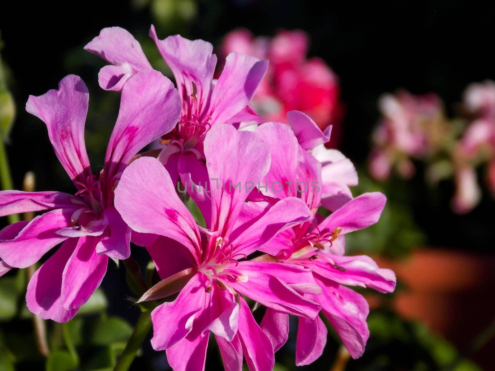 Pink Ivyleaf Geranium Close Up