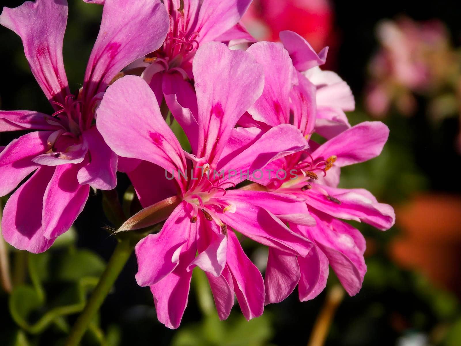 Pink Ivyleaf Geranium Close Up by swissChard7