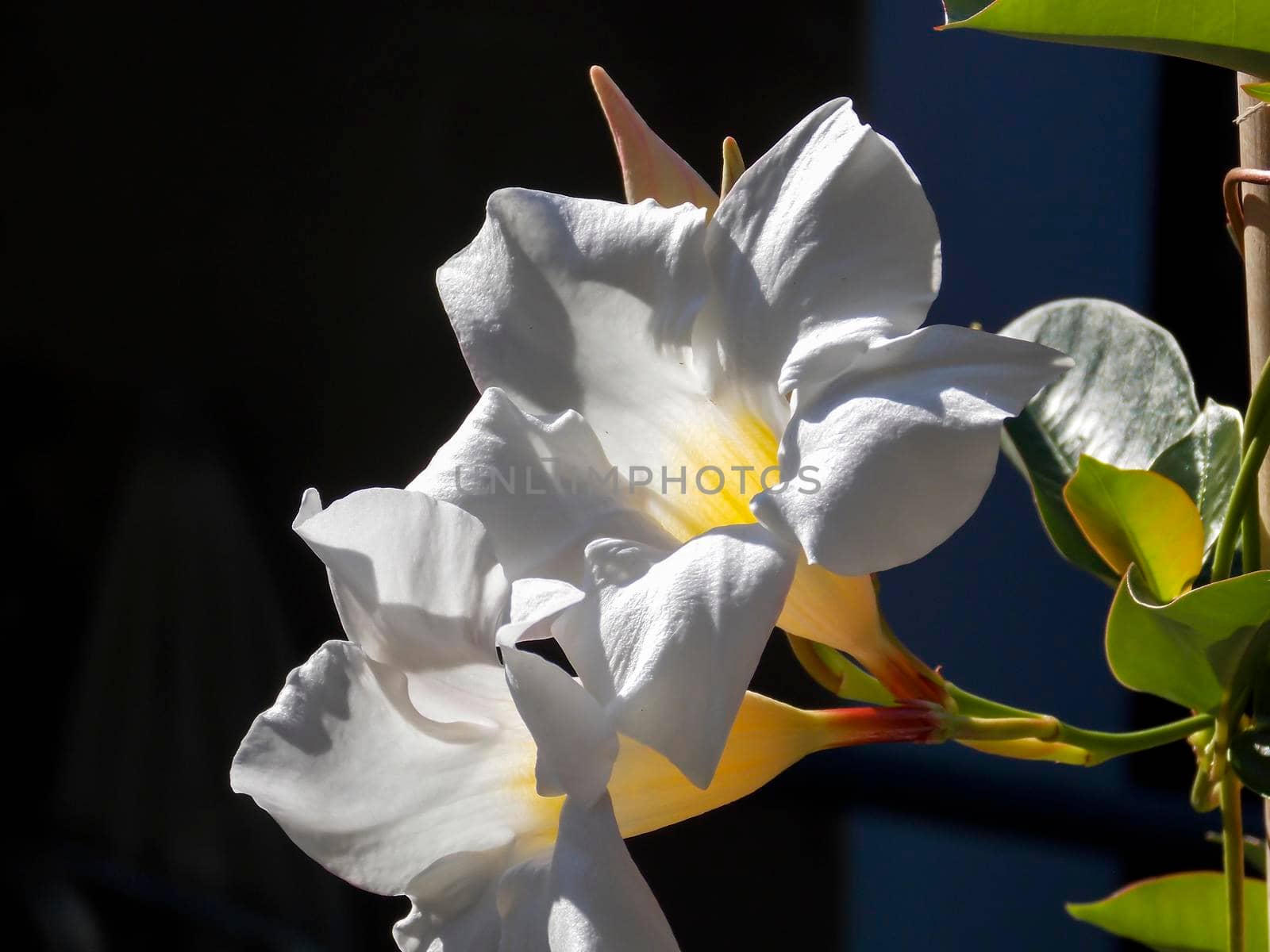 White Chilean Jasmine Close Up by swissChard7