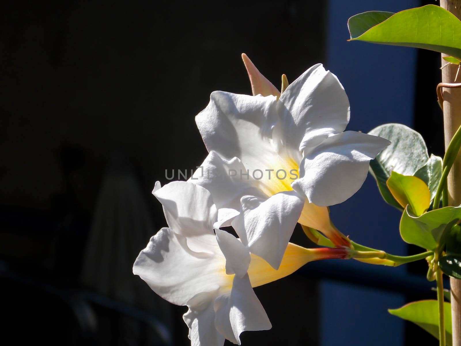 White Chilean Jasmine Close Up by swissChard7