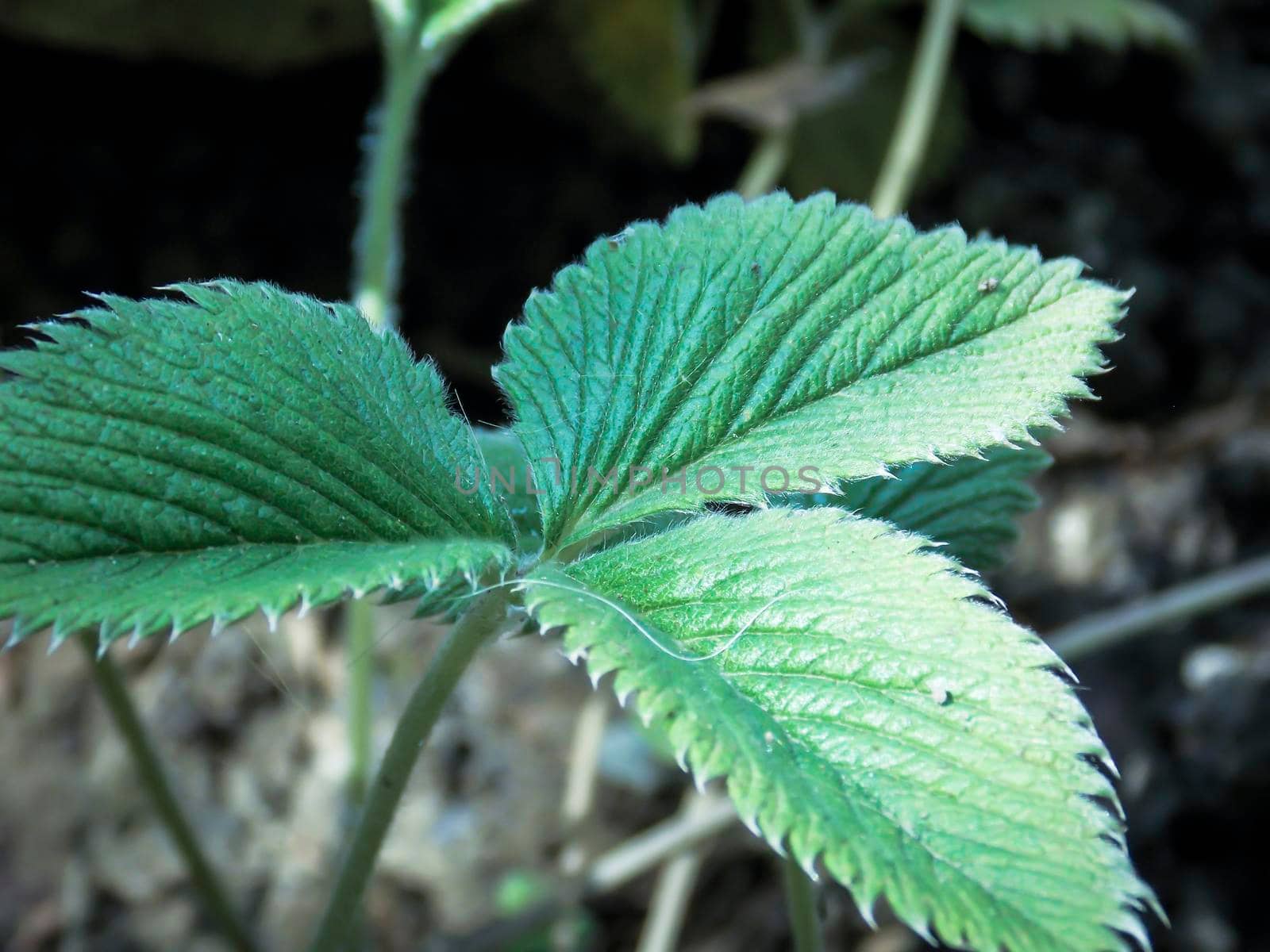 rosaceae potentilla leaf close up