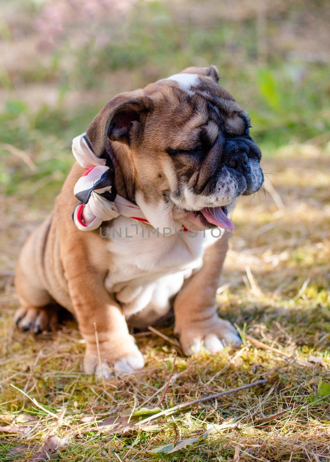 Puppy of Red English British Bulldog in neckless outdoors sitting and yawning on the garden