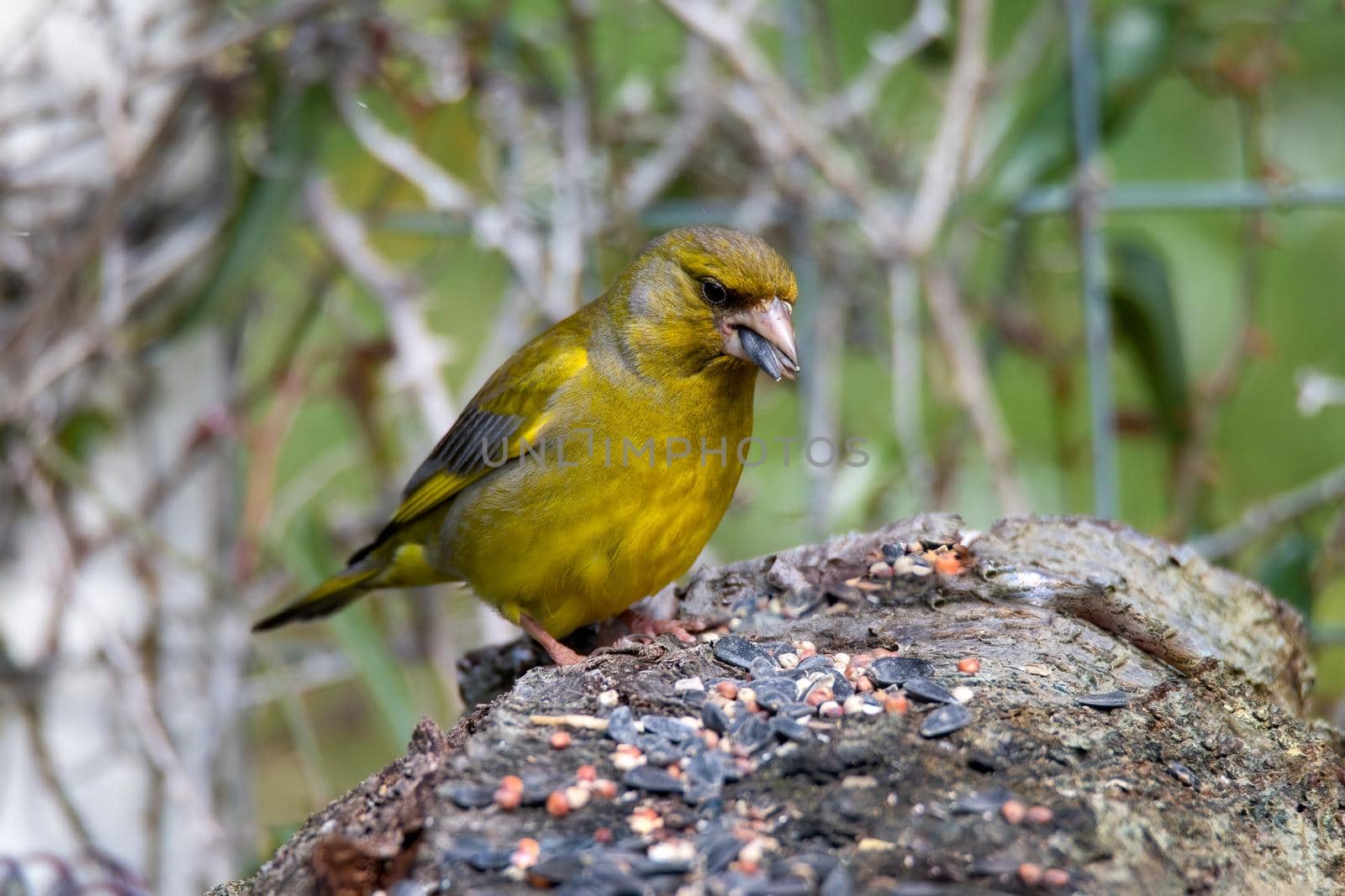 greenfinch bird placed on wood by carfedeph