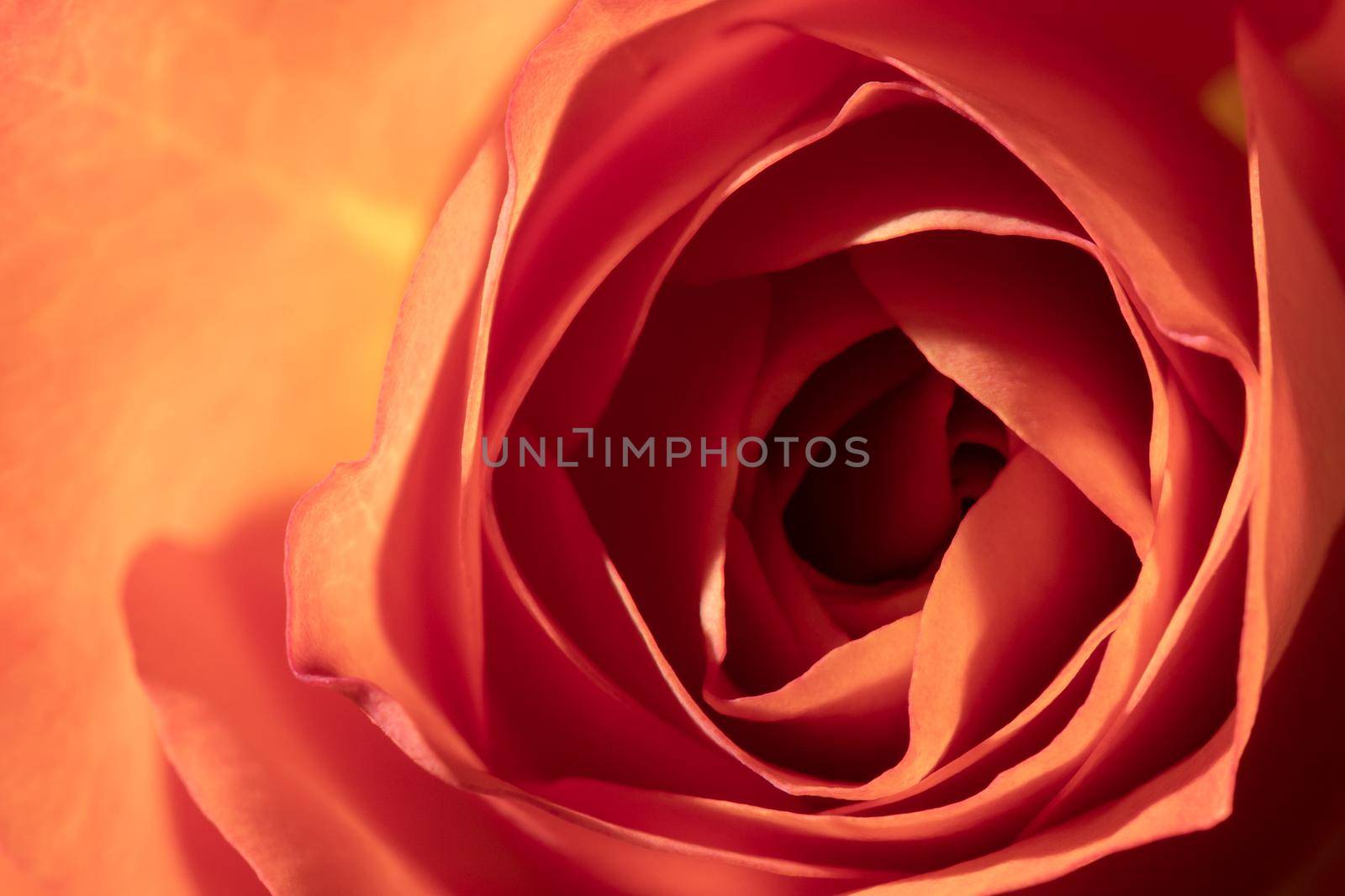 Photo of a Cinnabar color blooming rose, macro, close-up, background