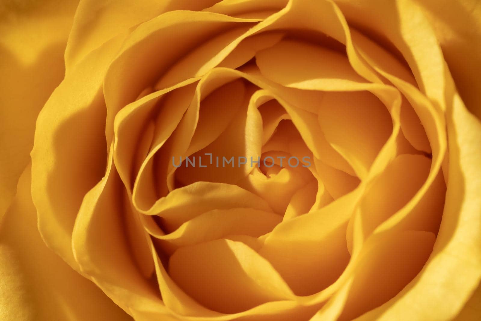 A yellow rose close-up. Petals close-up. Bright yellow background. In full frame