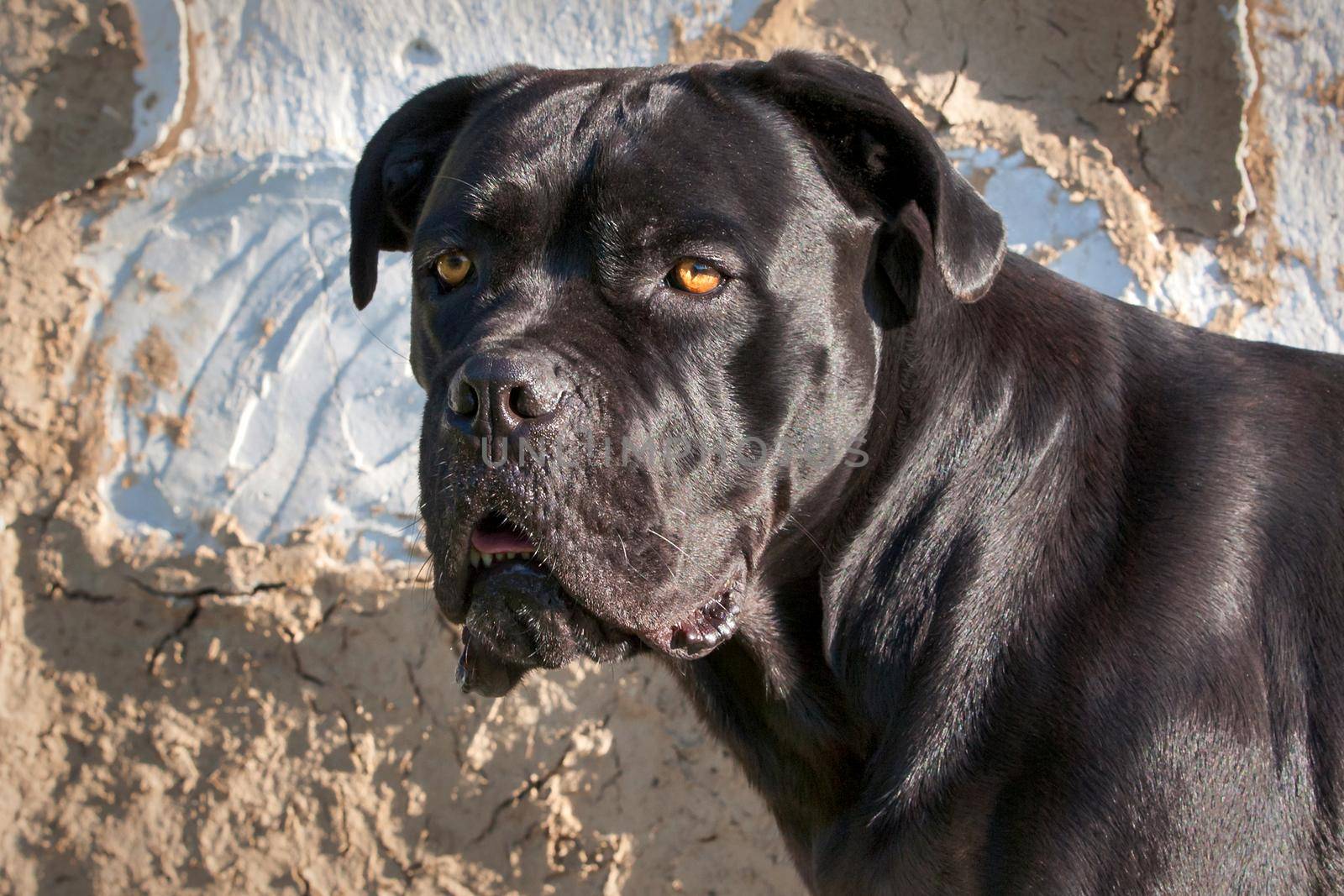 Cane Corso dog near a plastered wall