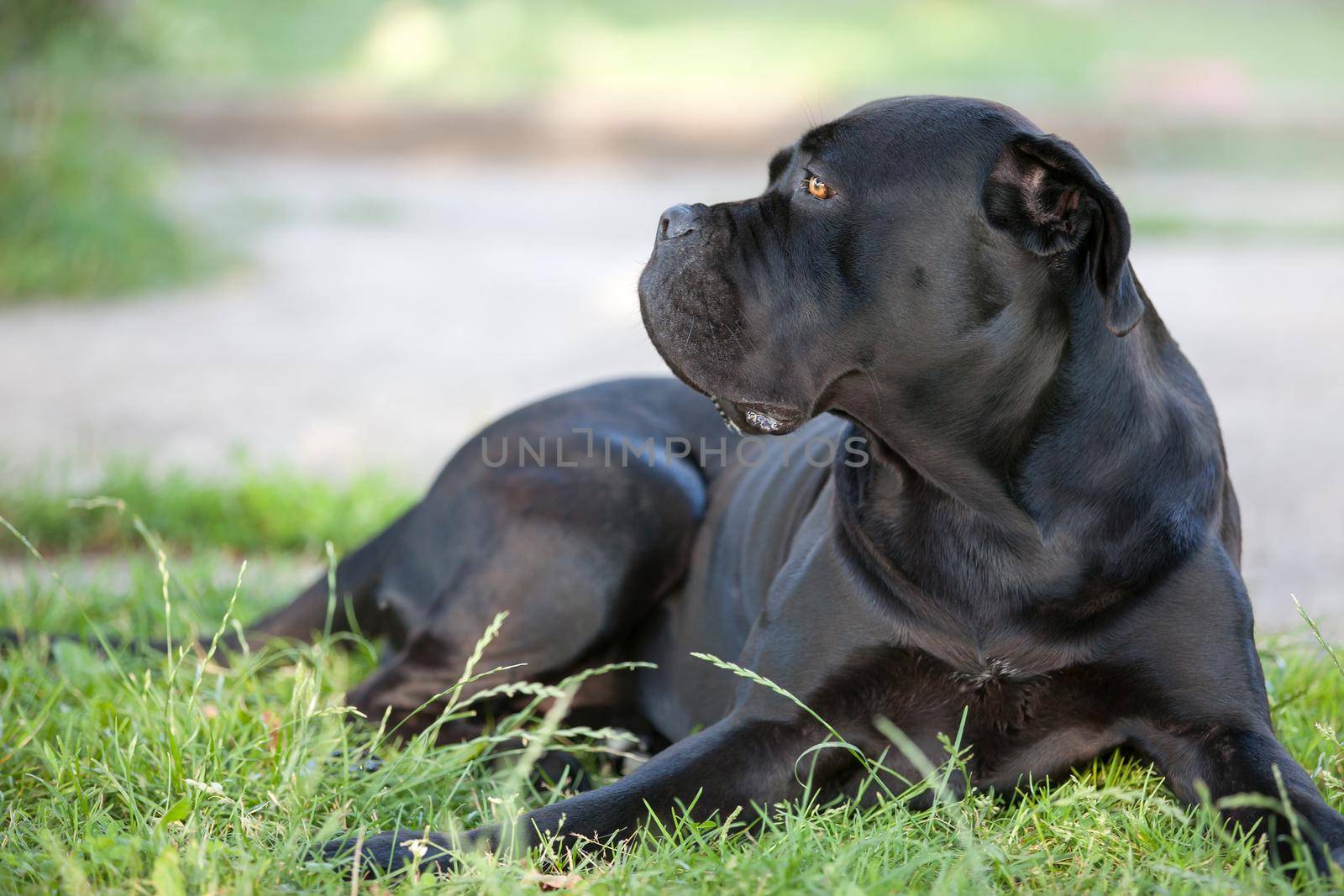 Cane Corso lies on the grass