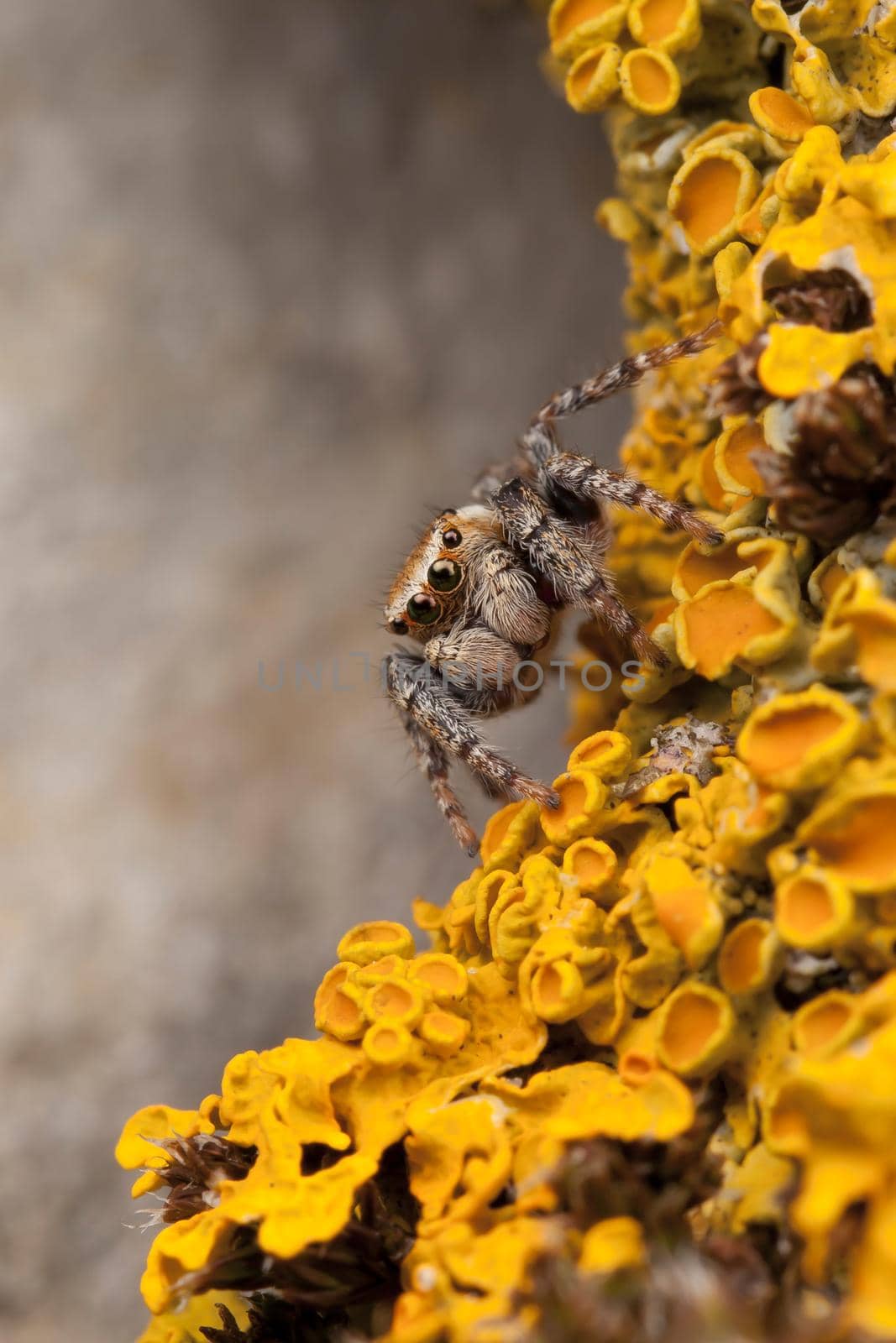 Jumping spider in yellow lichens 2 by Lincikas