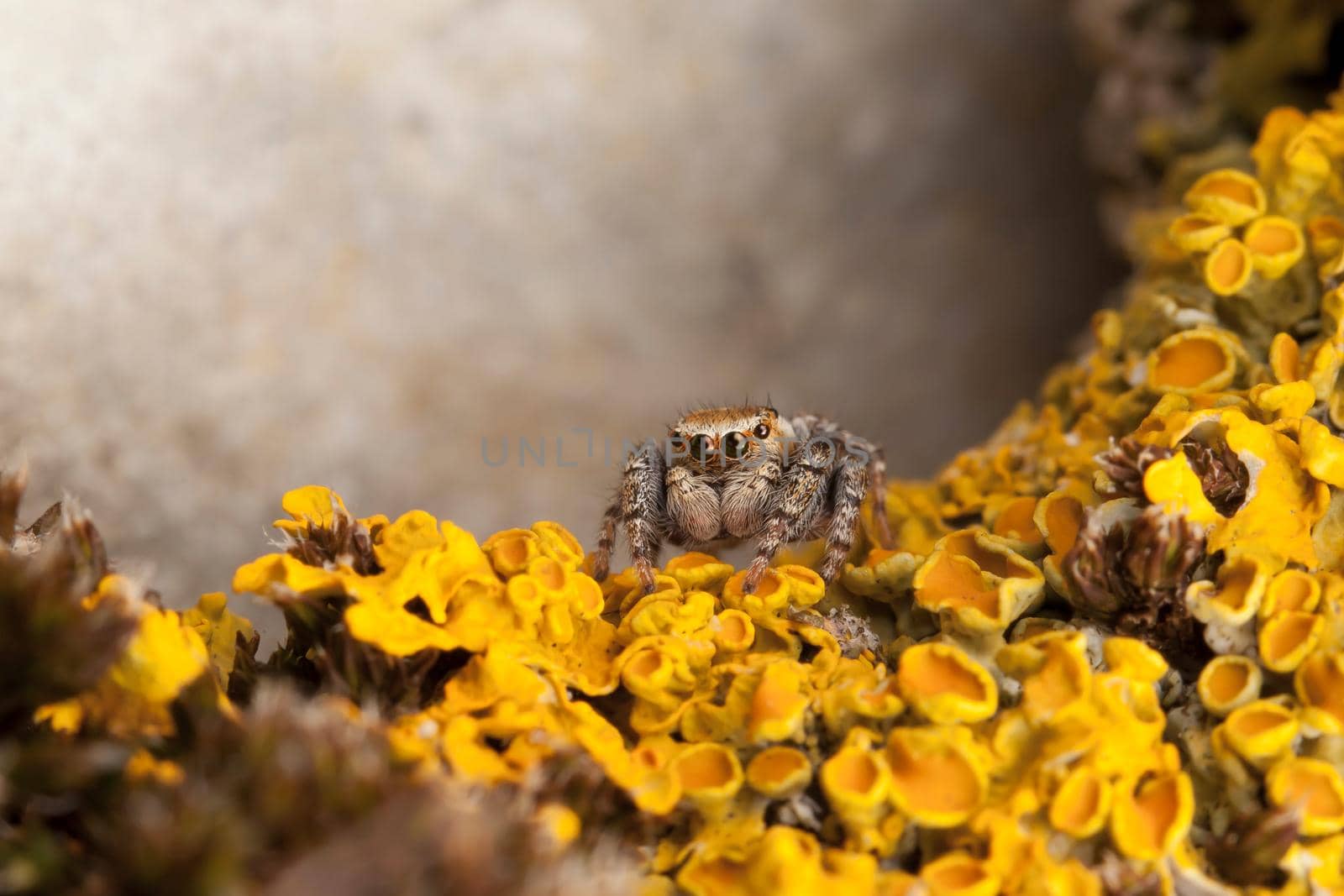 Jumping spider in yellow lichens 1 by Lincikas