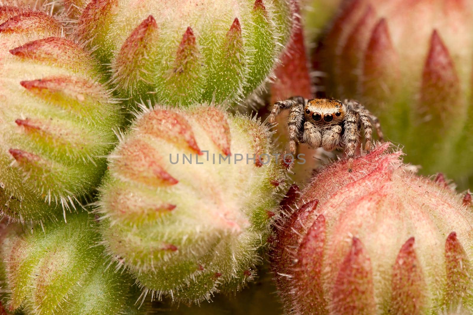 Jumping spider between buds by Lincikas