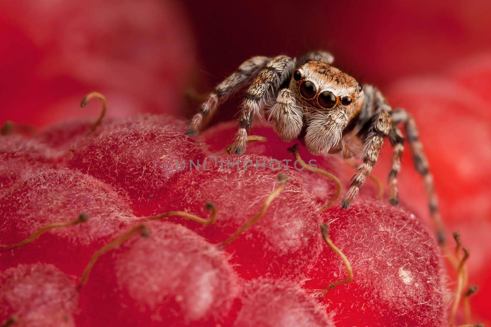 Jumping spider and raspberry by Lincikas