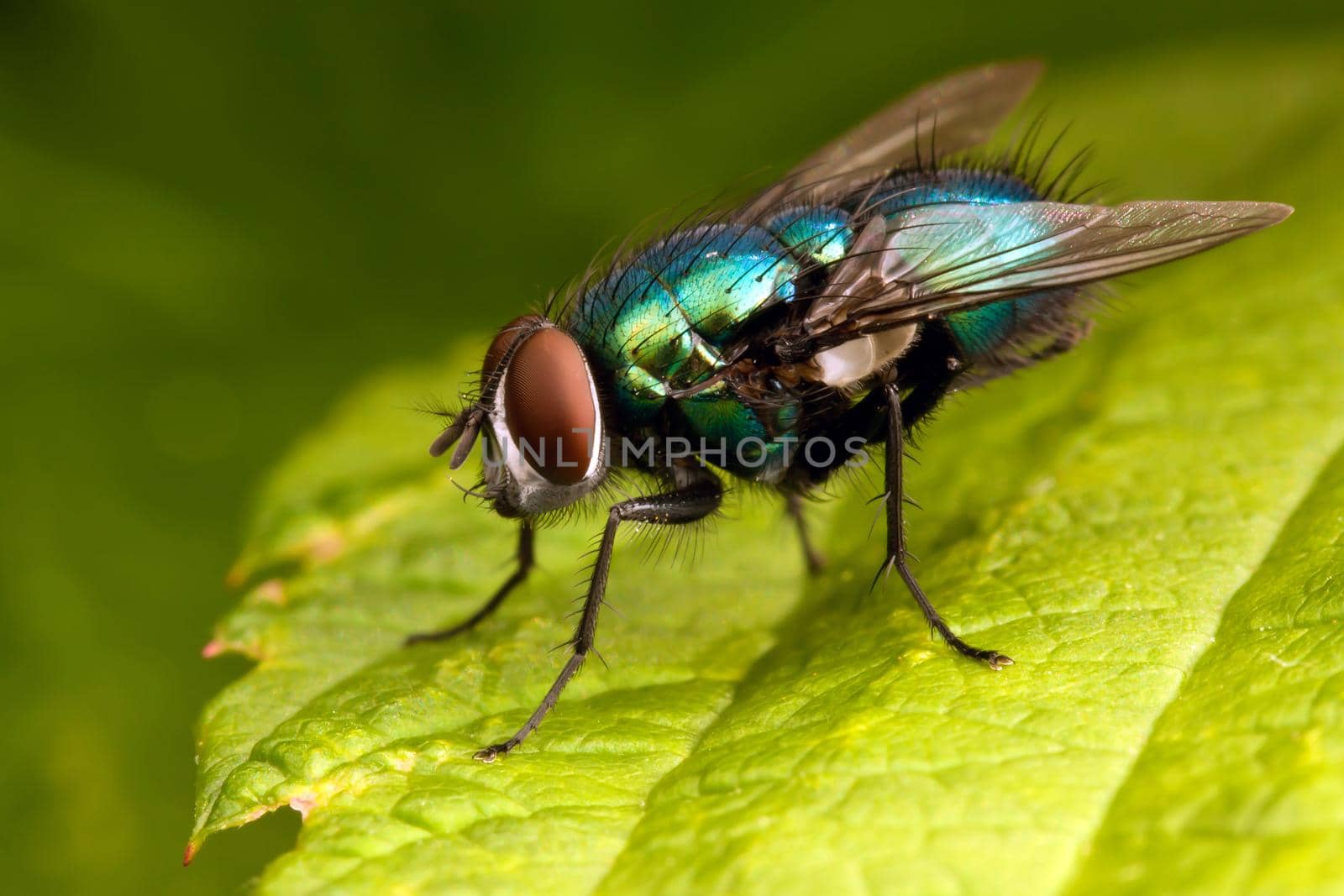 Metalic green fly on leaf by Lincikas