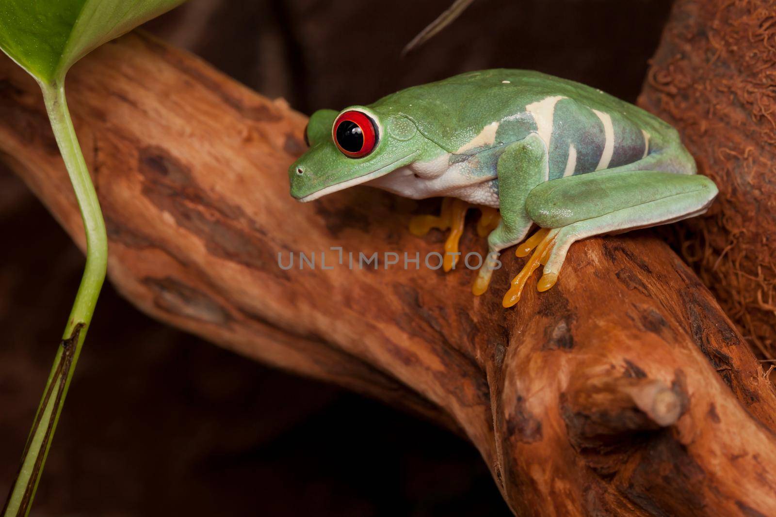 Red eyed tree frog crouching on a branch and looking down by Lincikas