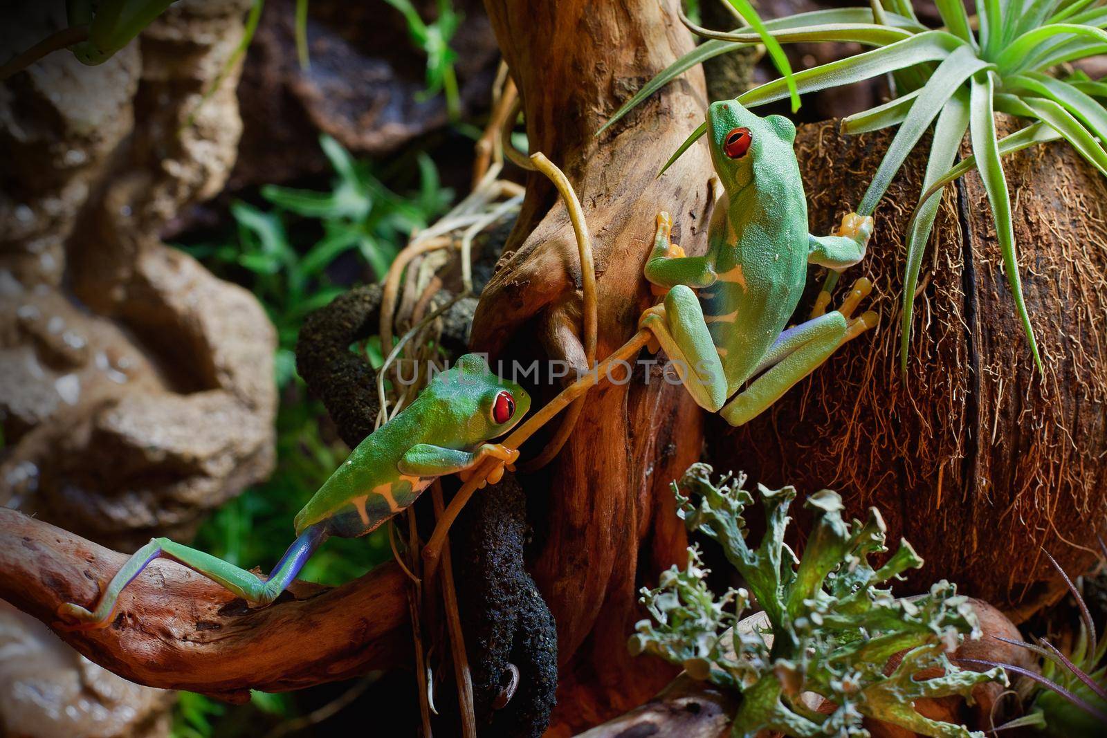 Red-eyed frogs in the terrarium
