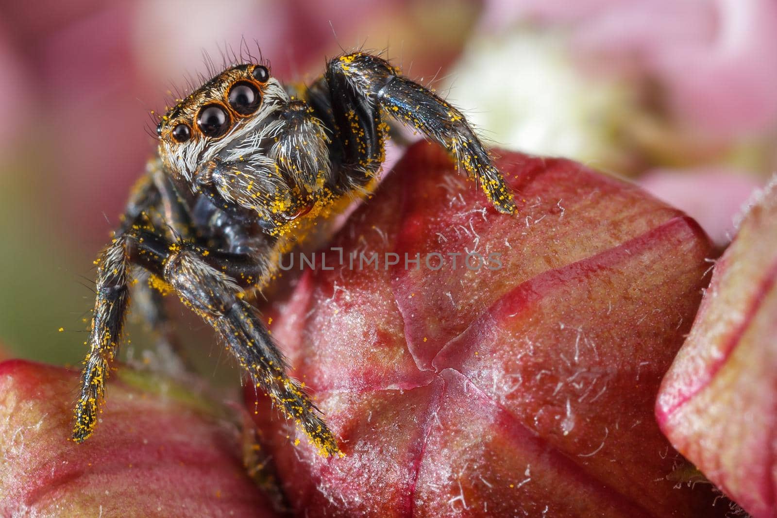 Jumping spider on the red buds by Lincikas