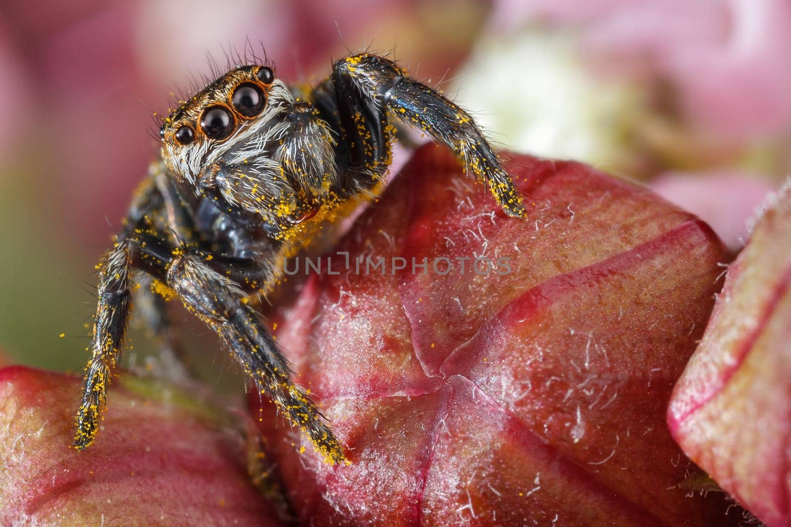 Jumping spider with yellow polen on the red buds