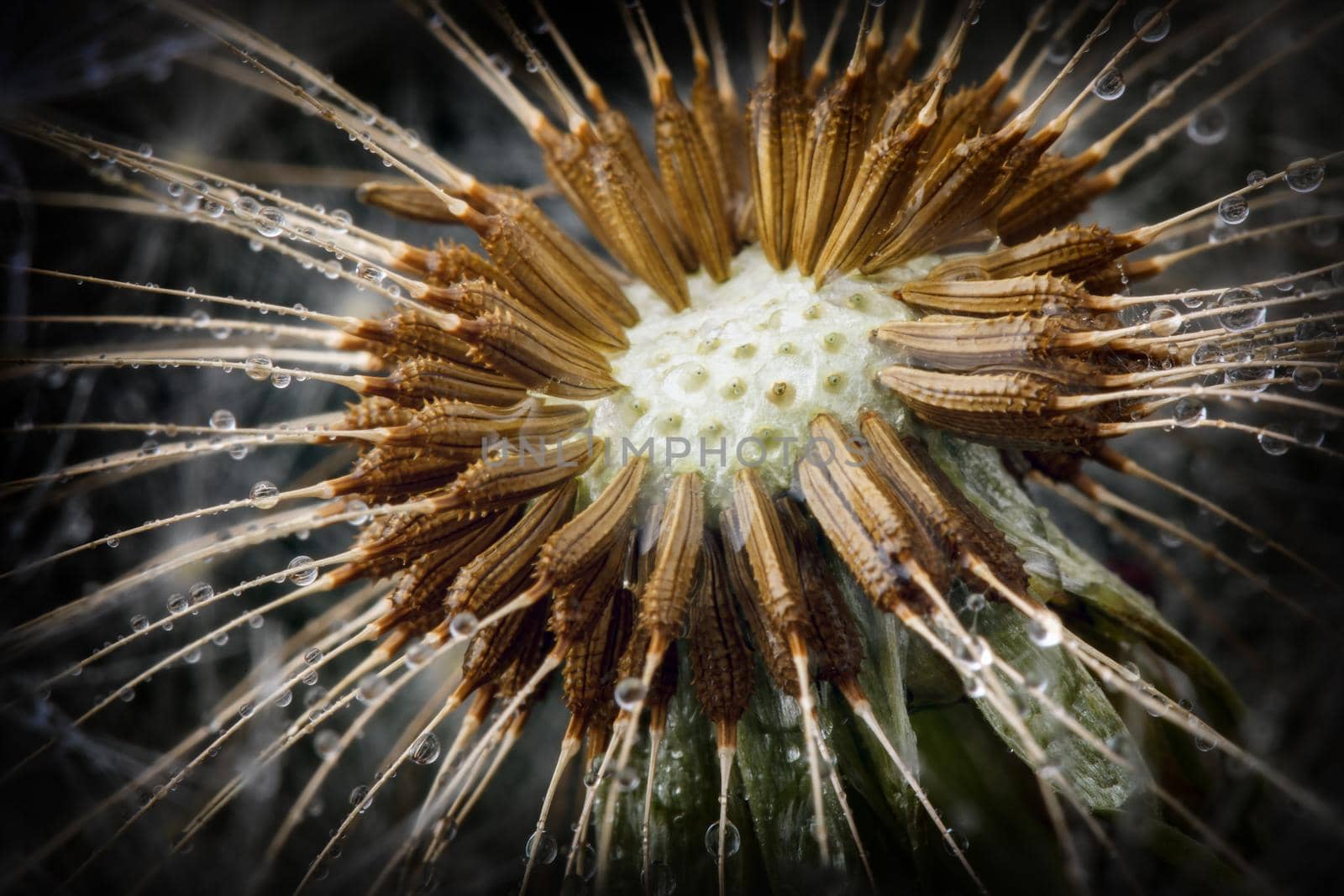 Dandelion fluff and its seeds by Lincikas