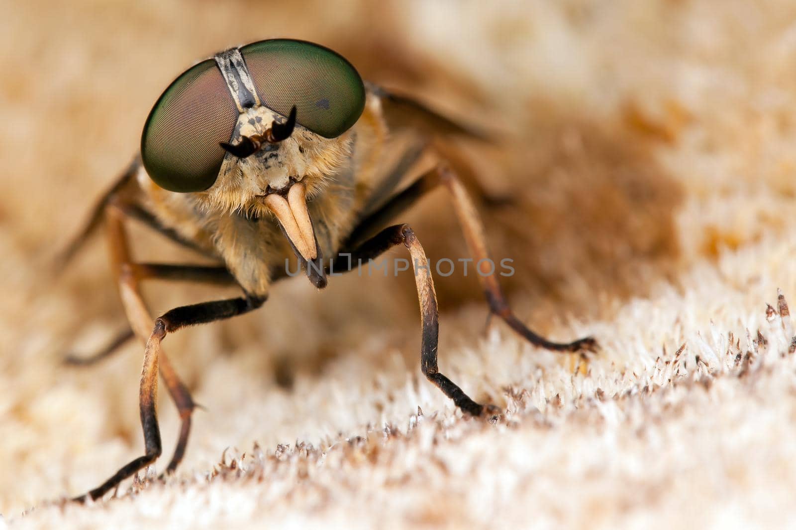 Horsefly on the dry moss