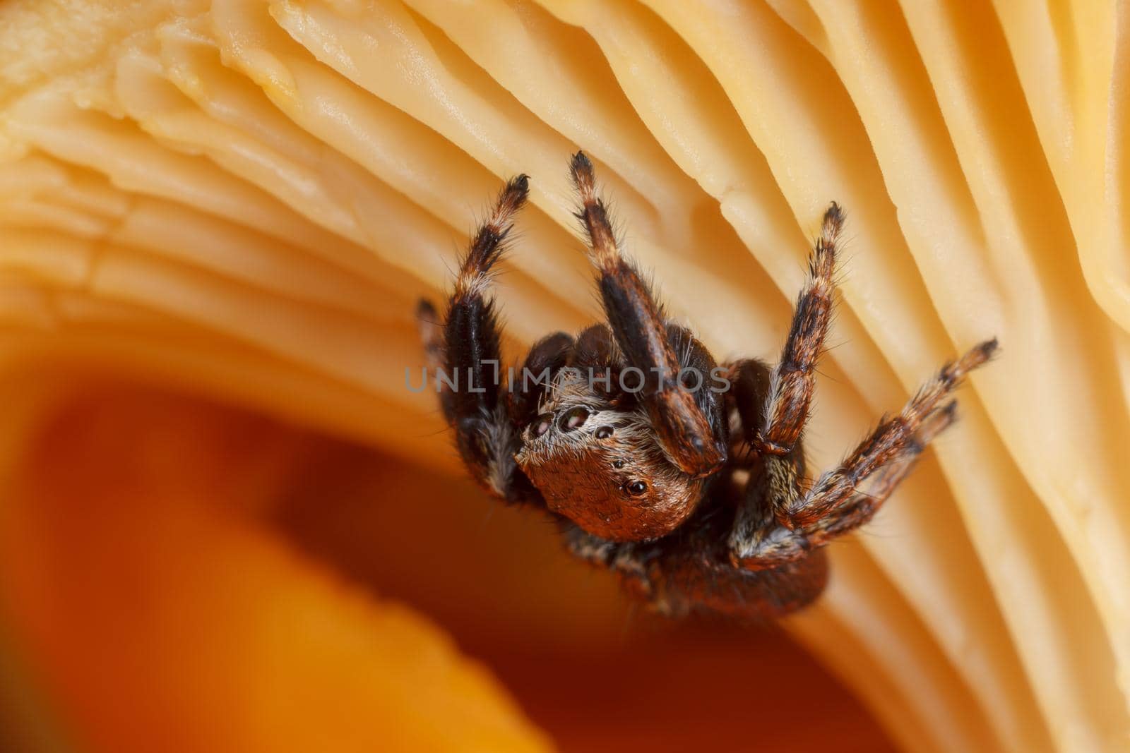 Chanterelle are among the most popularly eaten species of wild mushrooms. They are orange, yellow or white, meaty and funnel-shaped