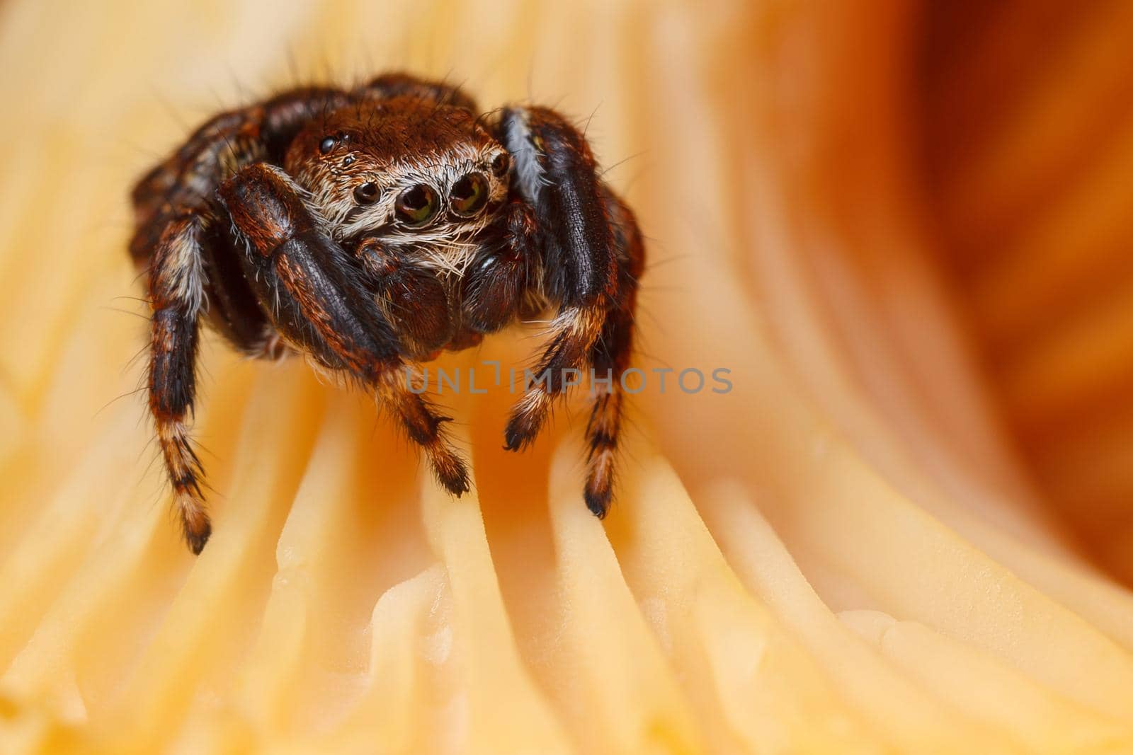 Jumping spider on the yellow chanterelle mushroom background by Lincikas