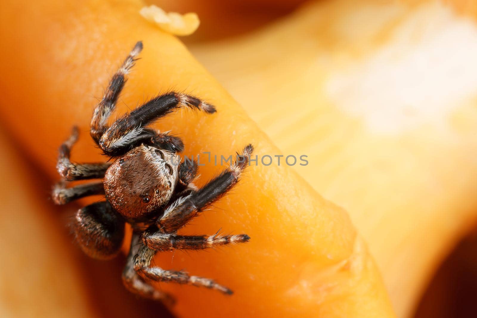 Jumping spider on the yellow chanterelle mushroom background by Lincikas