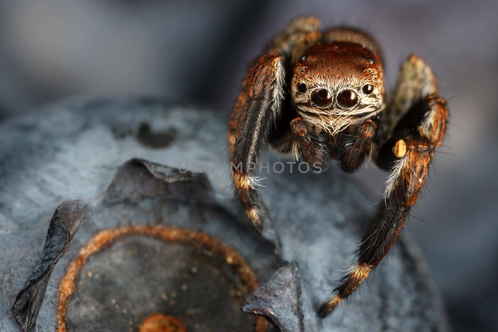 Vaccinium blueberry and jumping spider by Lincikas