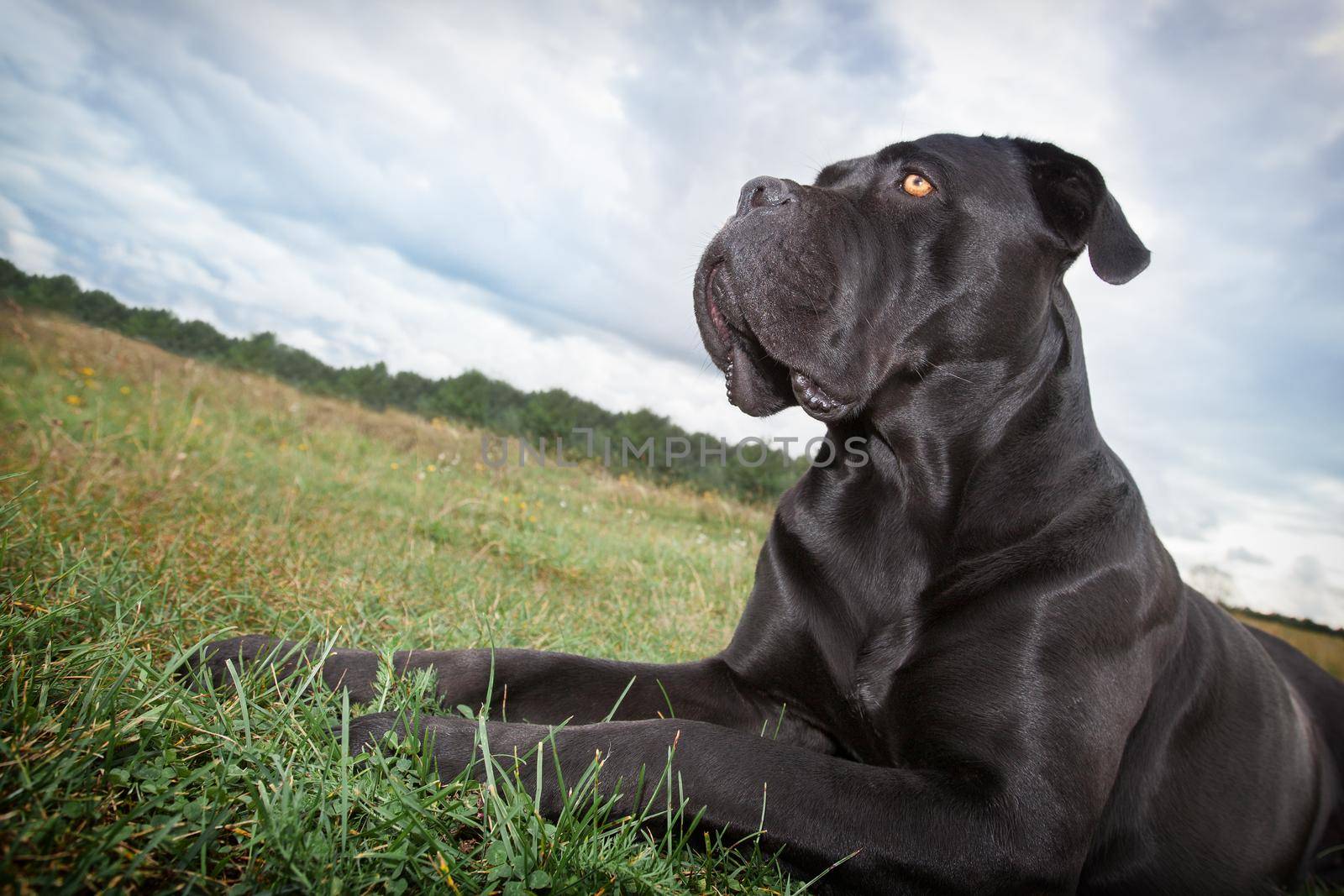 The Cane corso dog lies in the meadow and proudly looks in the distance