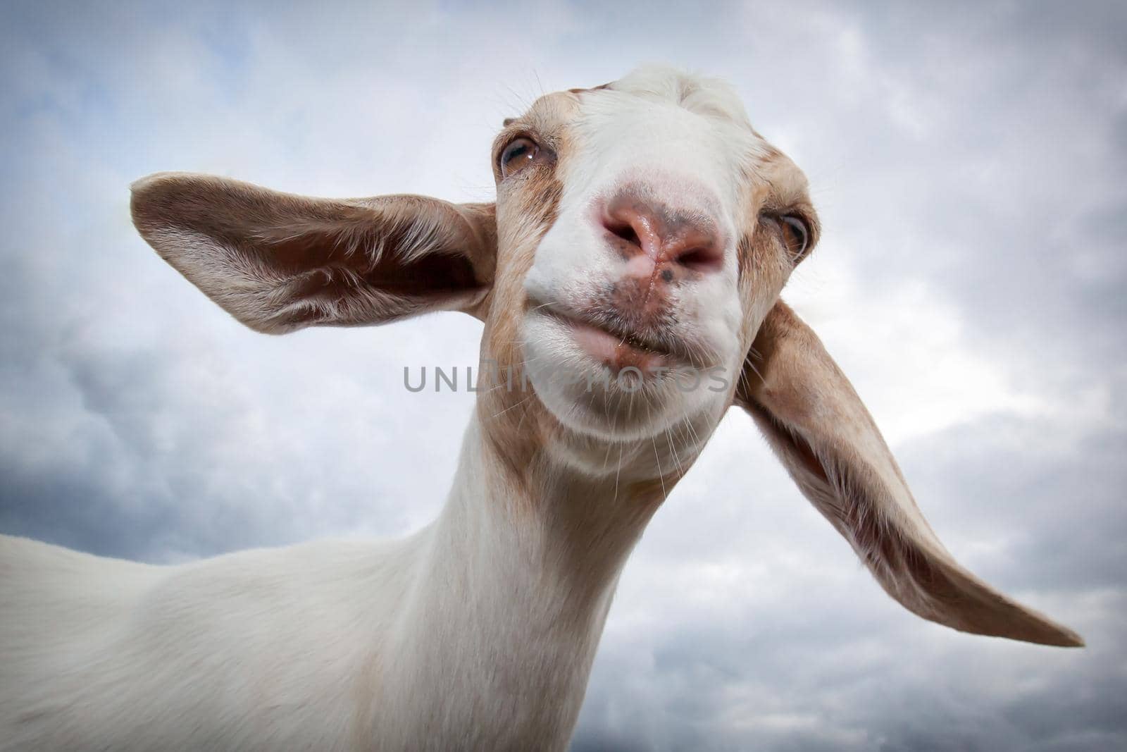 A gentle goat smile with very large ears by Lincikas