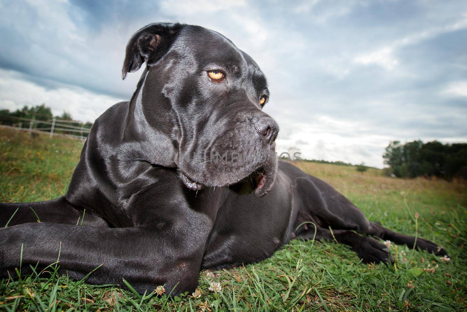 The Cane corso dog relaxes on the grass