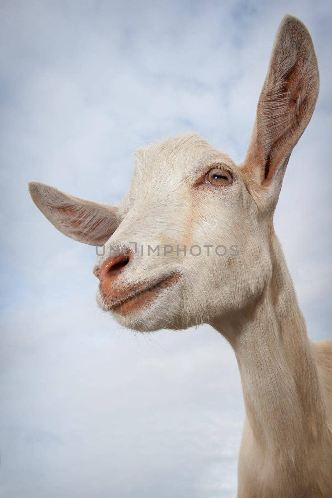 Goat portrait on blue sky background