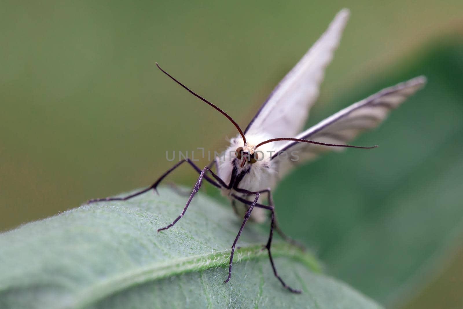 Pieris rapae butterfly with big antennas sitting on the green leaf