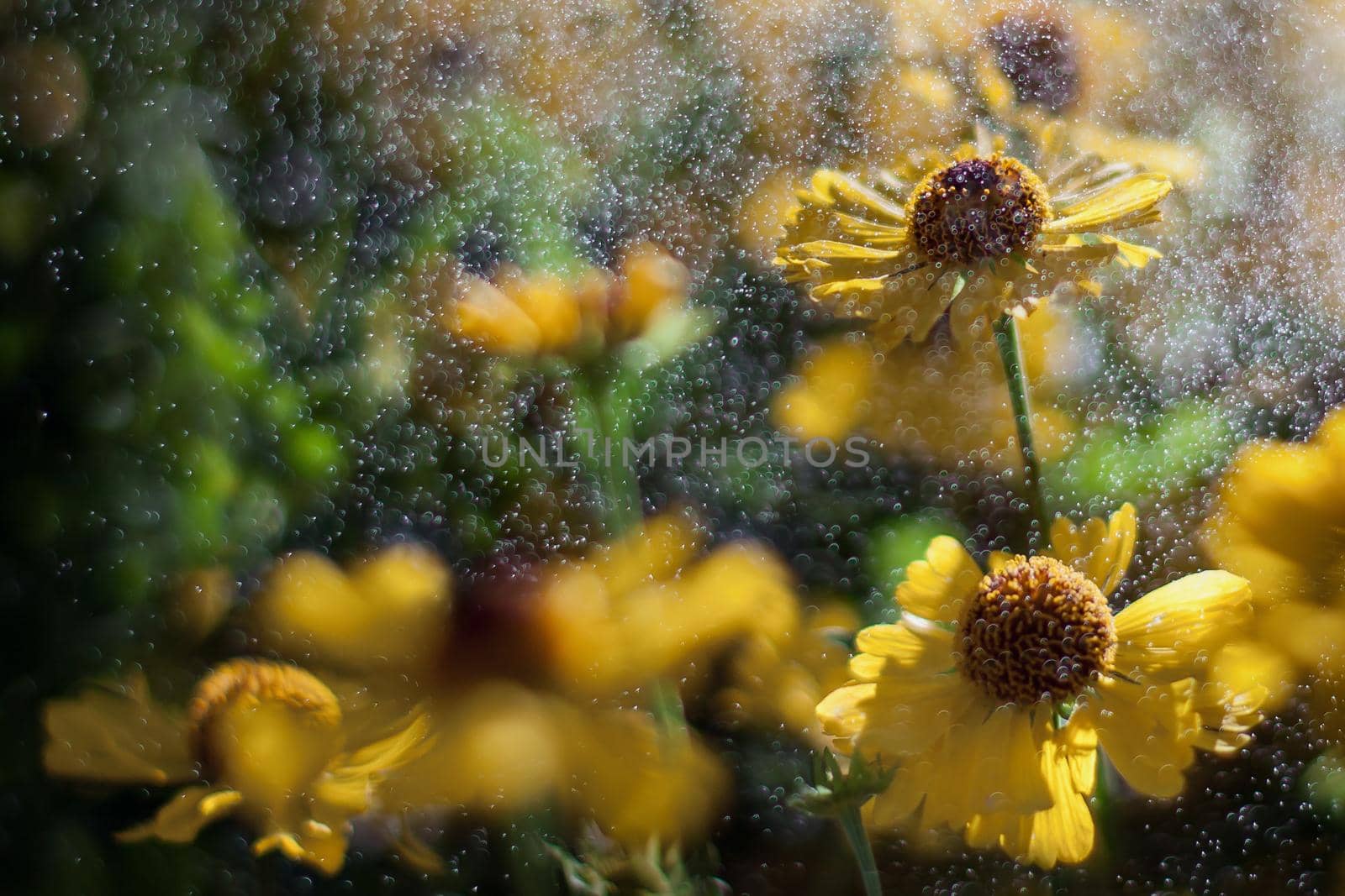 Yellow Echinacea wit many water drops in the air by Lincikas