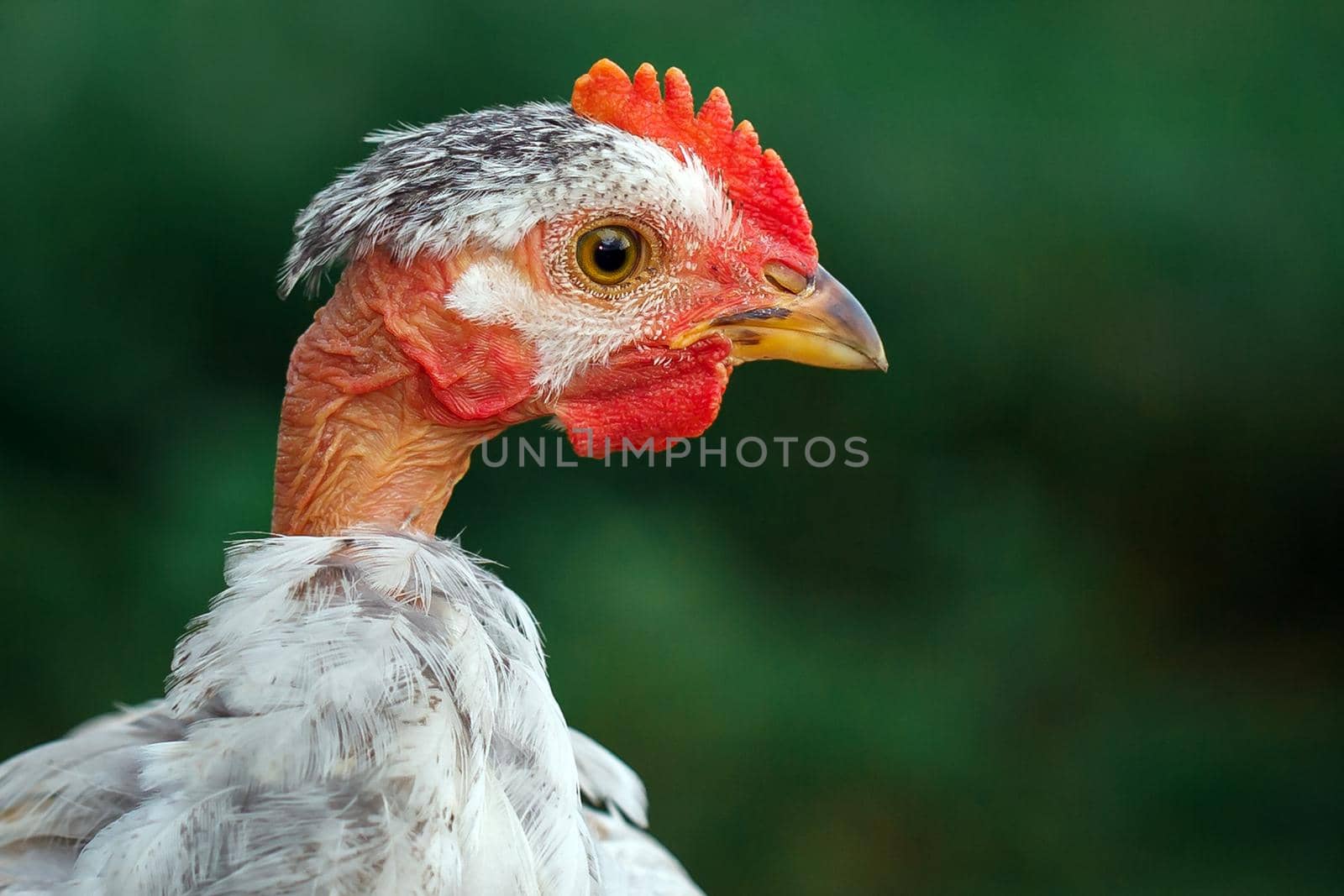 Bald neck white chicken portrait on the dark green background, profile