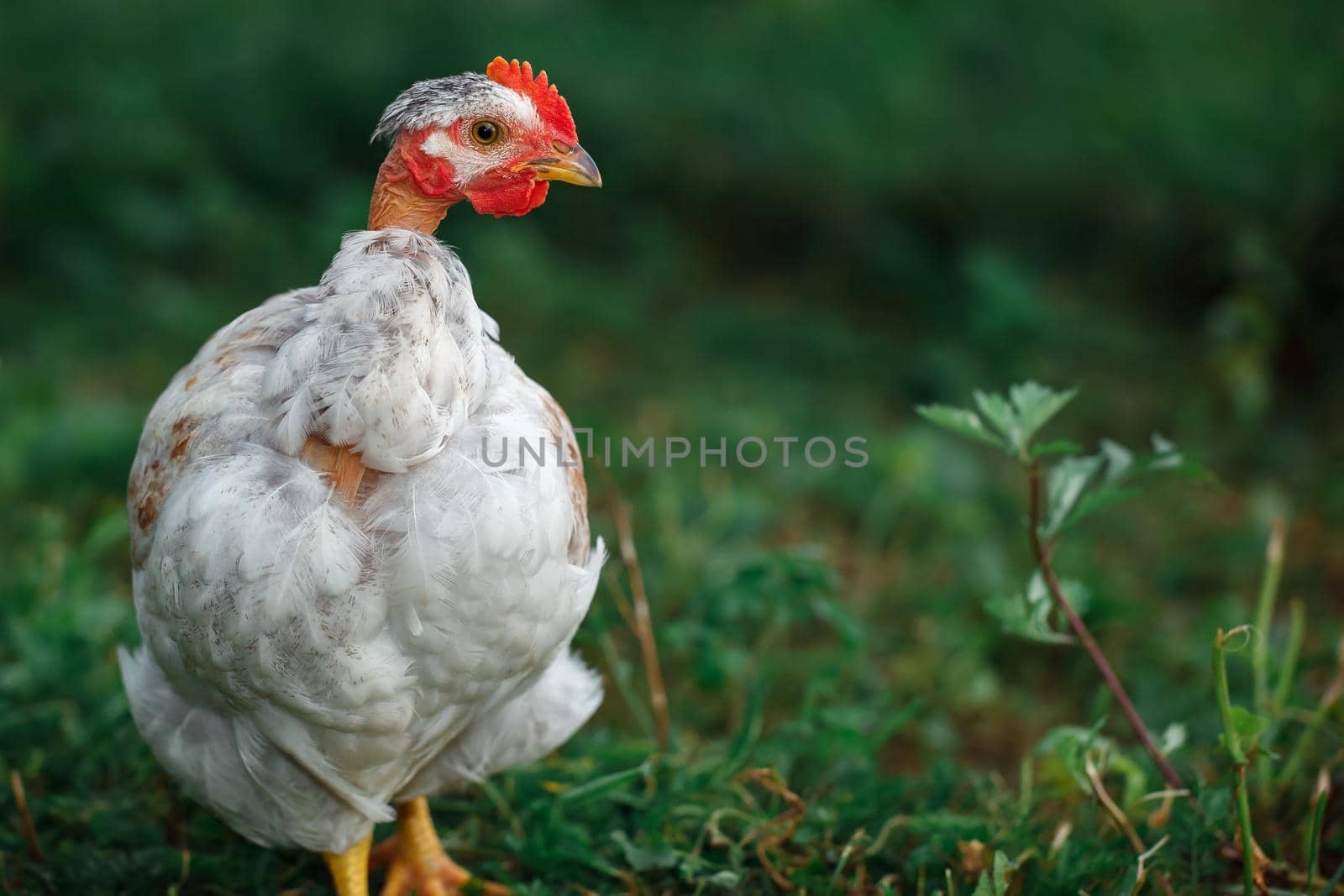 White chicken portrait on grass background by Lincikas